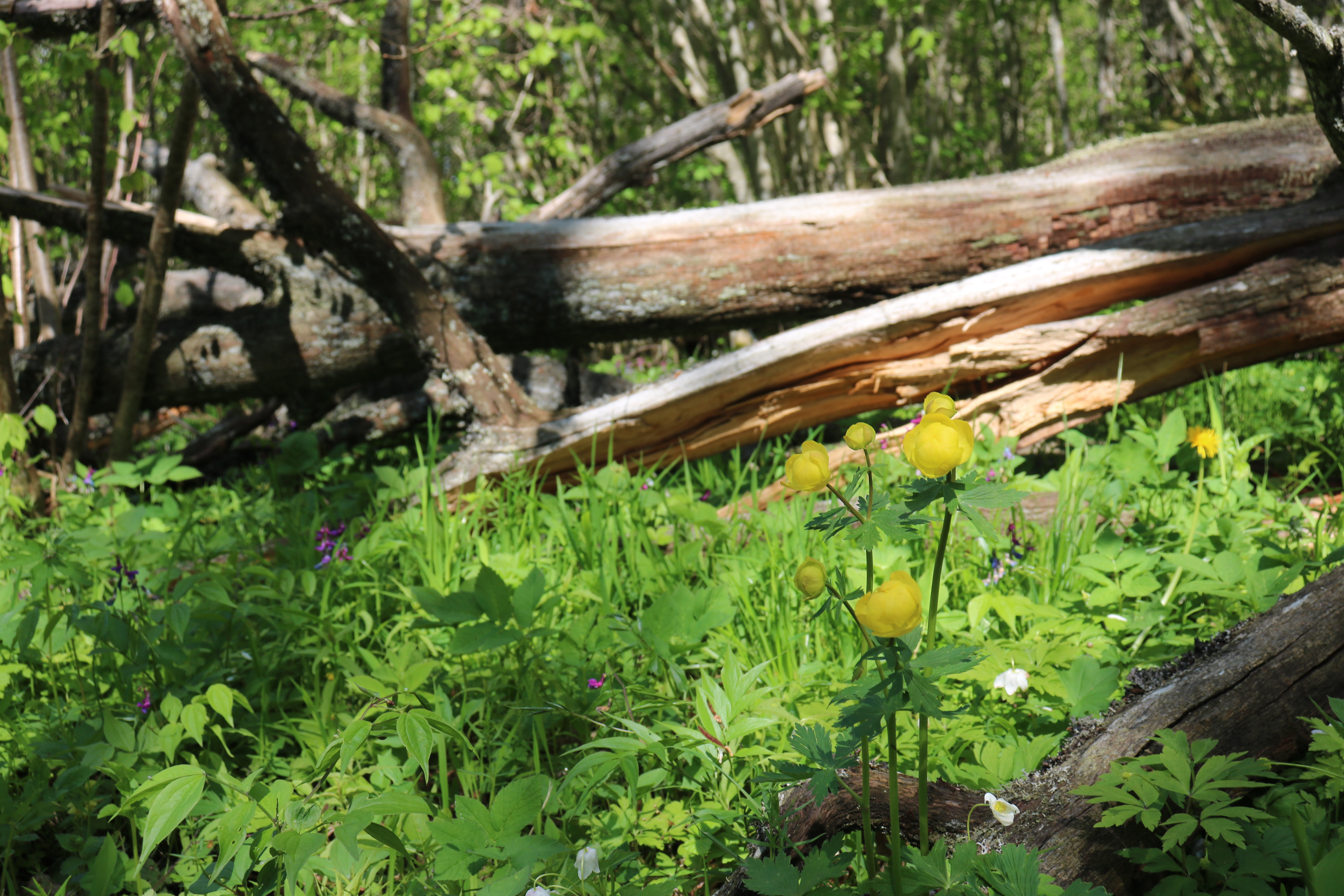 Erasmus+ KA220 cooperation partnership in school education project "ARTisGreen" is approved! pilt